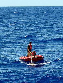 Collecting <I>Sargassum</I> Seaweed in the Middle of the Atlantic Ocean
