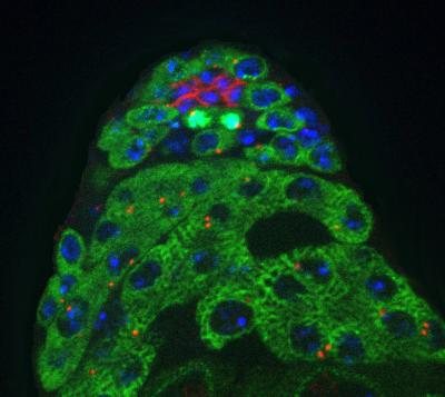 Symmetric Division of Male Germline Stem Cells