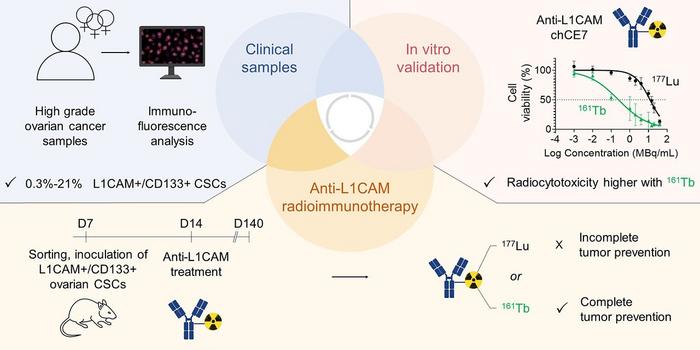 Anti-L1CAM radioimmunotherapy with 161Tb shows the potential to kill ovarian cancer stem cells.