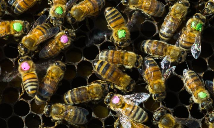 Tagged Bees