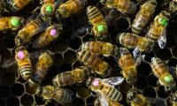 Tagged Bees