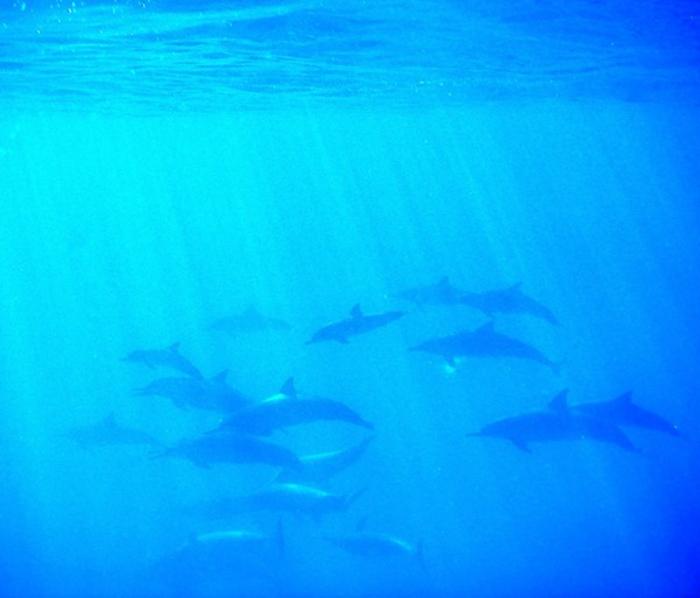 Dolphin song