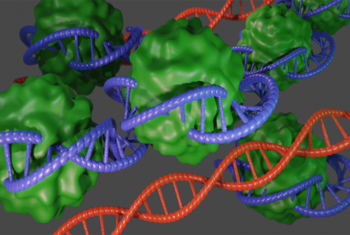 An illustration (not to scale) showing compact DNA (blue) bound to PRC1 (green). Loss of PRC1 leads to aberrant gene activity (DNA; red).