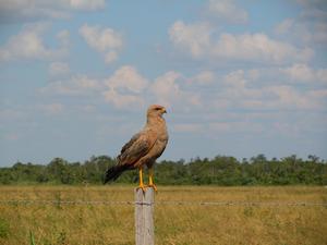 Savannah hawk