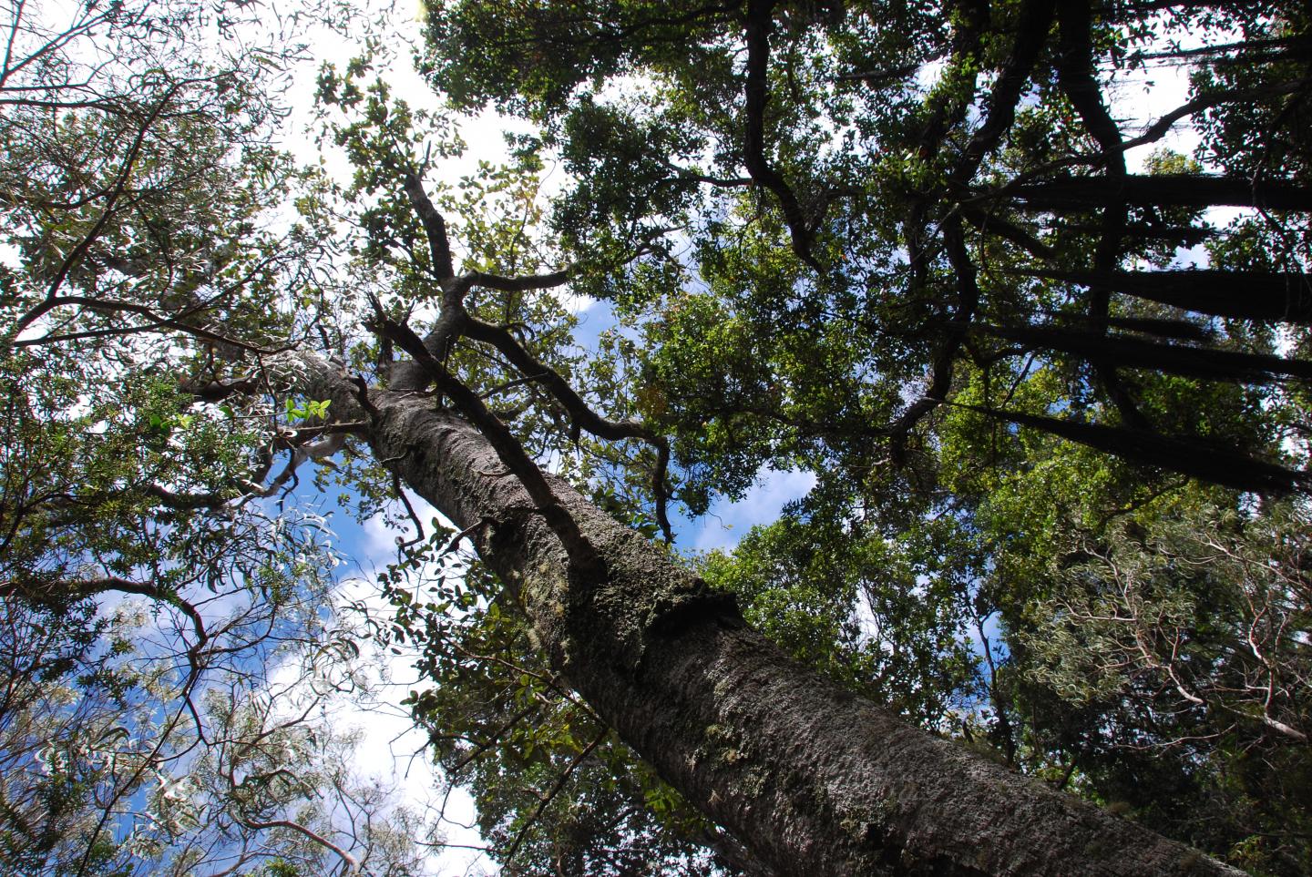 <i>Melicope stonei</i>, Habitat (2 of 2)