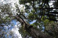<i>Melicope stonei</i>, Habitat (2 of 2)