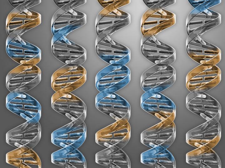 An Alternative, More Stable Gene Drive (1 of 4)
