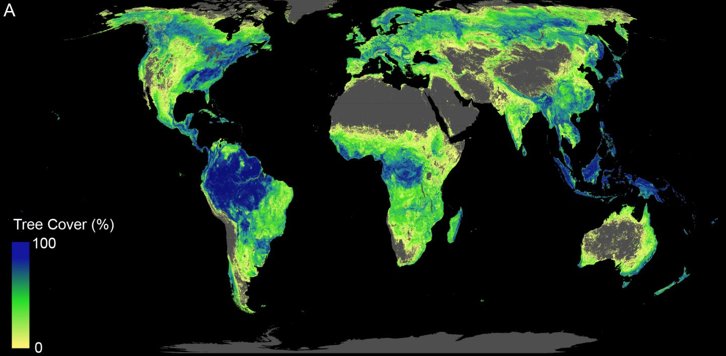 Land Available that Can Support Trees