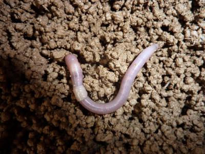 Earthworm Species <em>Aporectodea caliginosa</em>