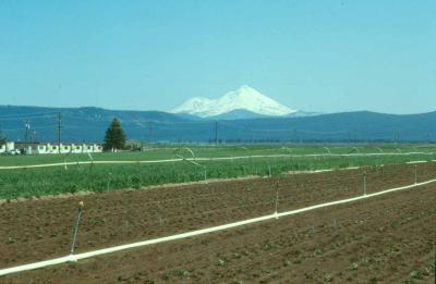 Strawberry Production in California