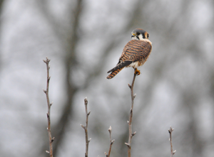 Kestrel