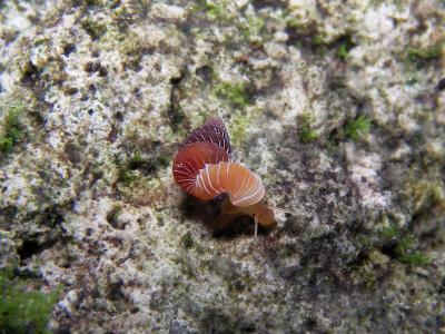 <i>Plectostoma salpidomon</i>