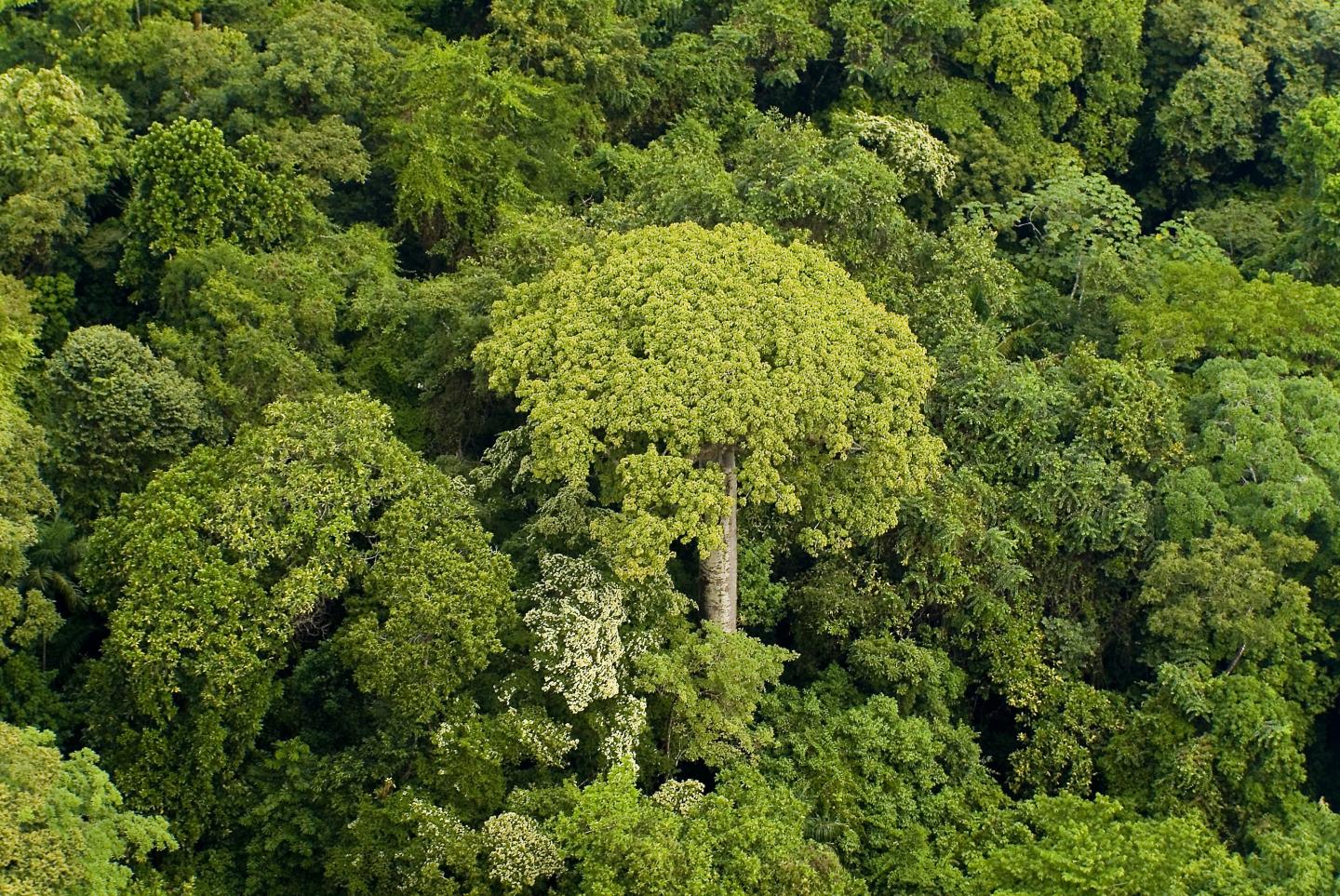 New Theory May Explain Consistent Tree Distribution (2 of 2)