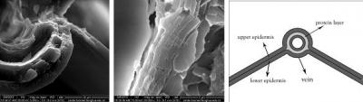 Microstructure of the Longitudinal Vein and Membrane