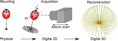 Natural-color 3D Model Process