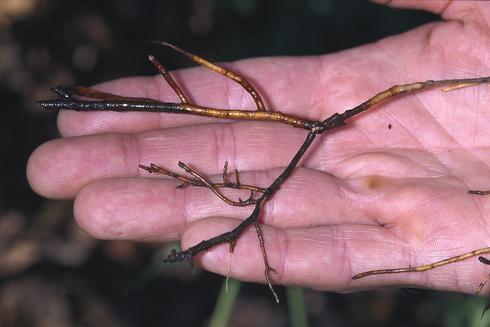 Root rot