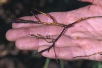 Root rot