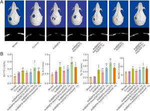 Effects of SIRT5 and/or HIF-1α on BMP9-induced bone defect repair.
