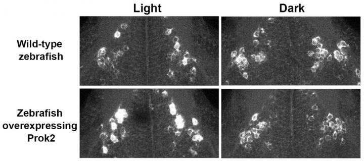 Galanin Expression in the Zebrafish Brain