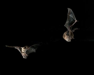 <I>Myotis daubentonii</I>