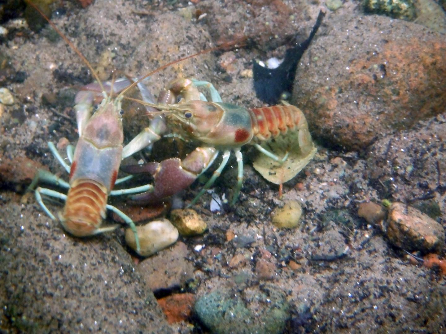 Rusty Crayfish