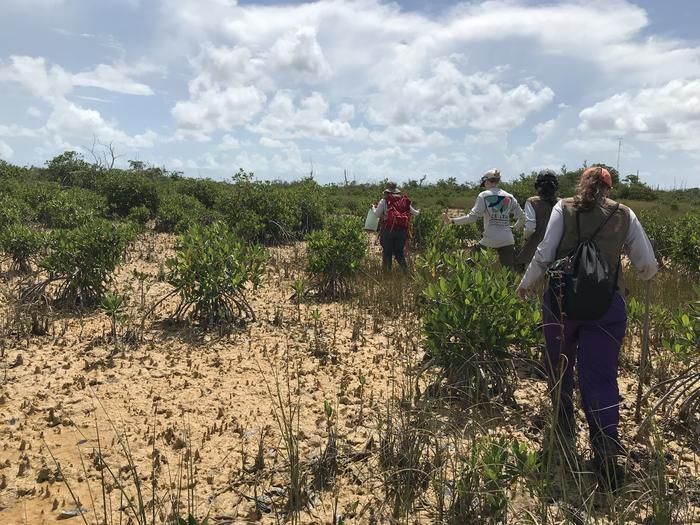 Mangorves in Florida Everglades