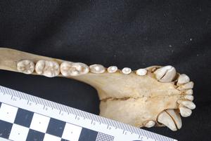 Subadult sloth bear Melursus ursinus