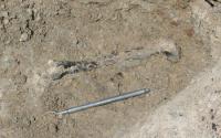 212-Million-Year-Old Leg Bone