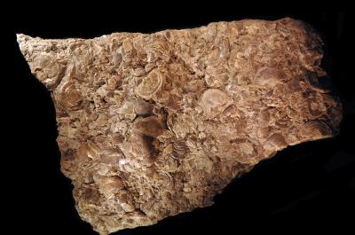 Fossil Slab