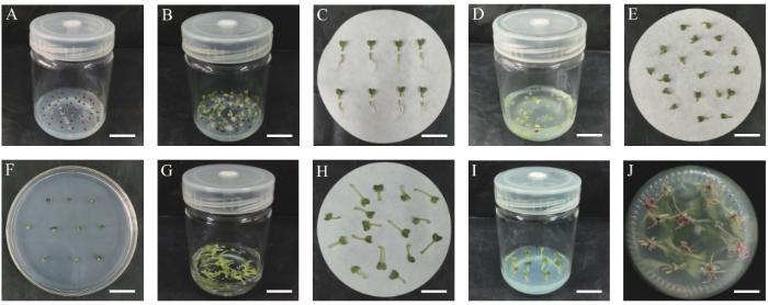 Flowchart of Broccoli Hairy Root Transformation Process