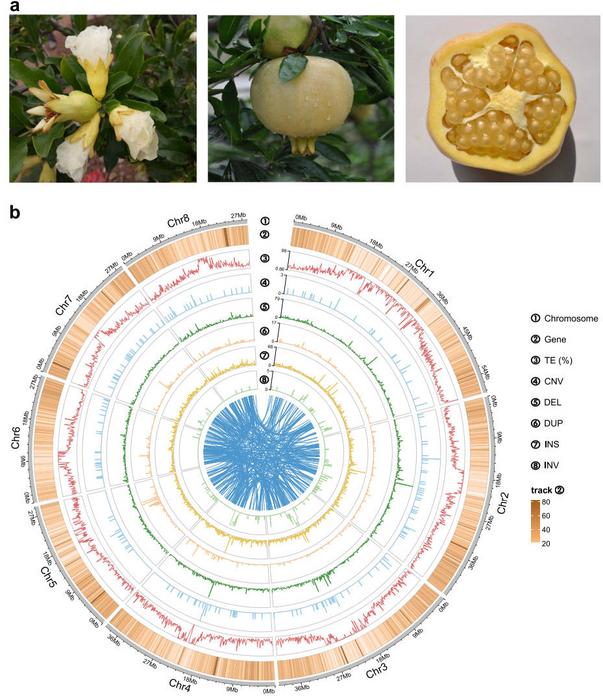 Representative phenotypes and genomic features of 'Sanbai'.