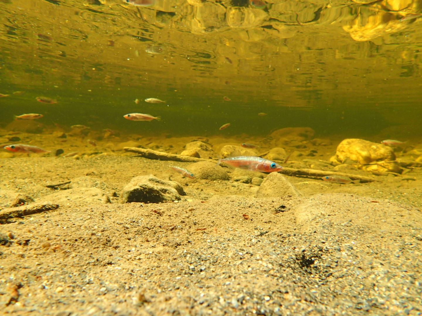 Threespine stickleback fish group