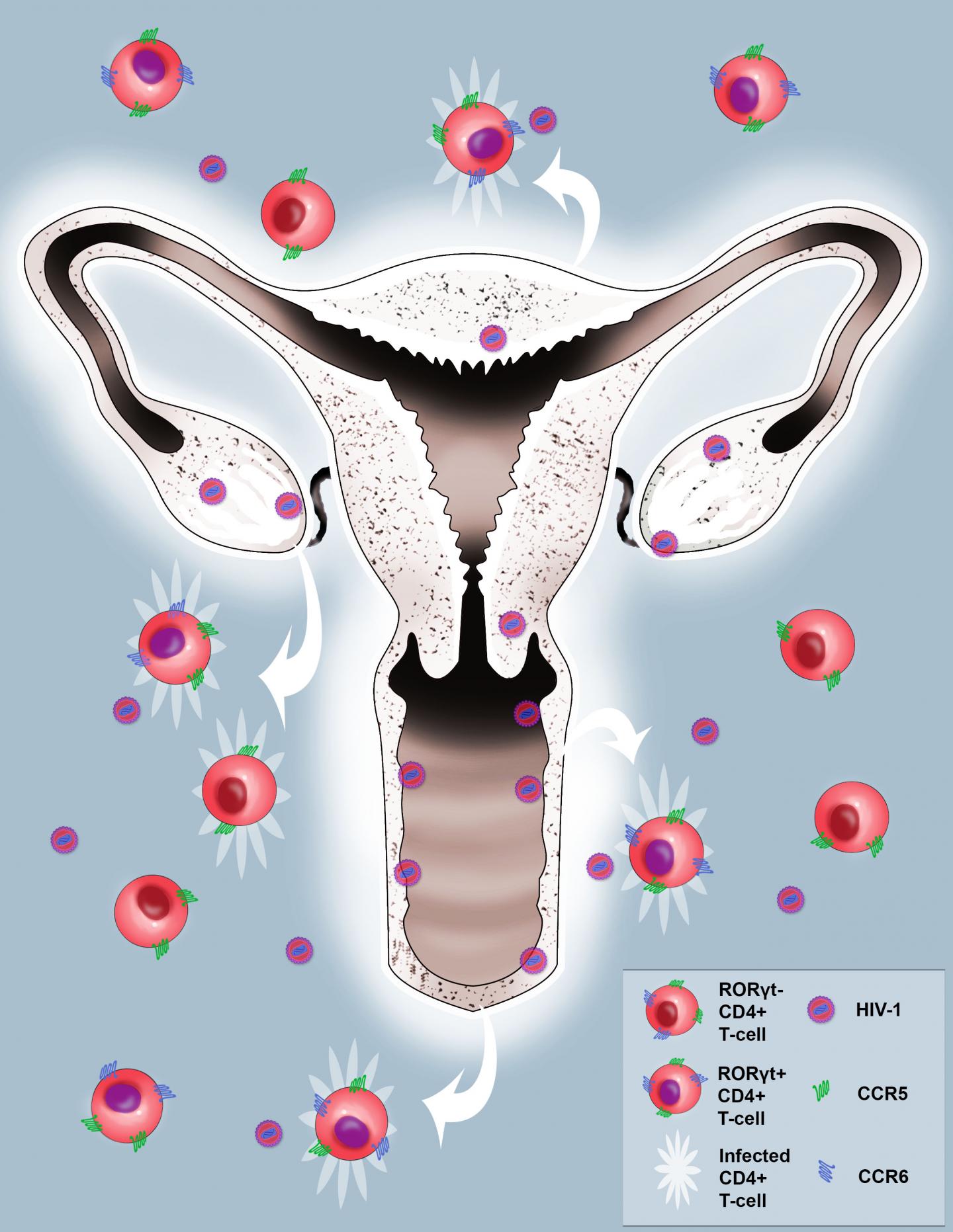 Glowing Virus Reveals HIV Strikes Entire Female Reproductive Tract