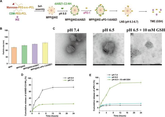 Preparation and characterization of MPP@IKE-aPD-1/diABZI.