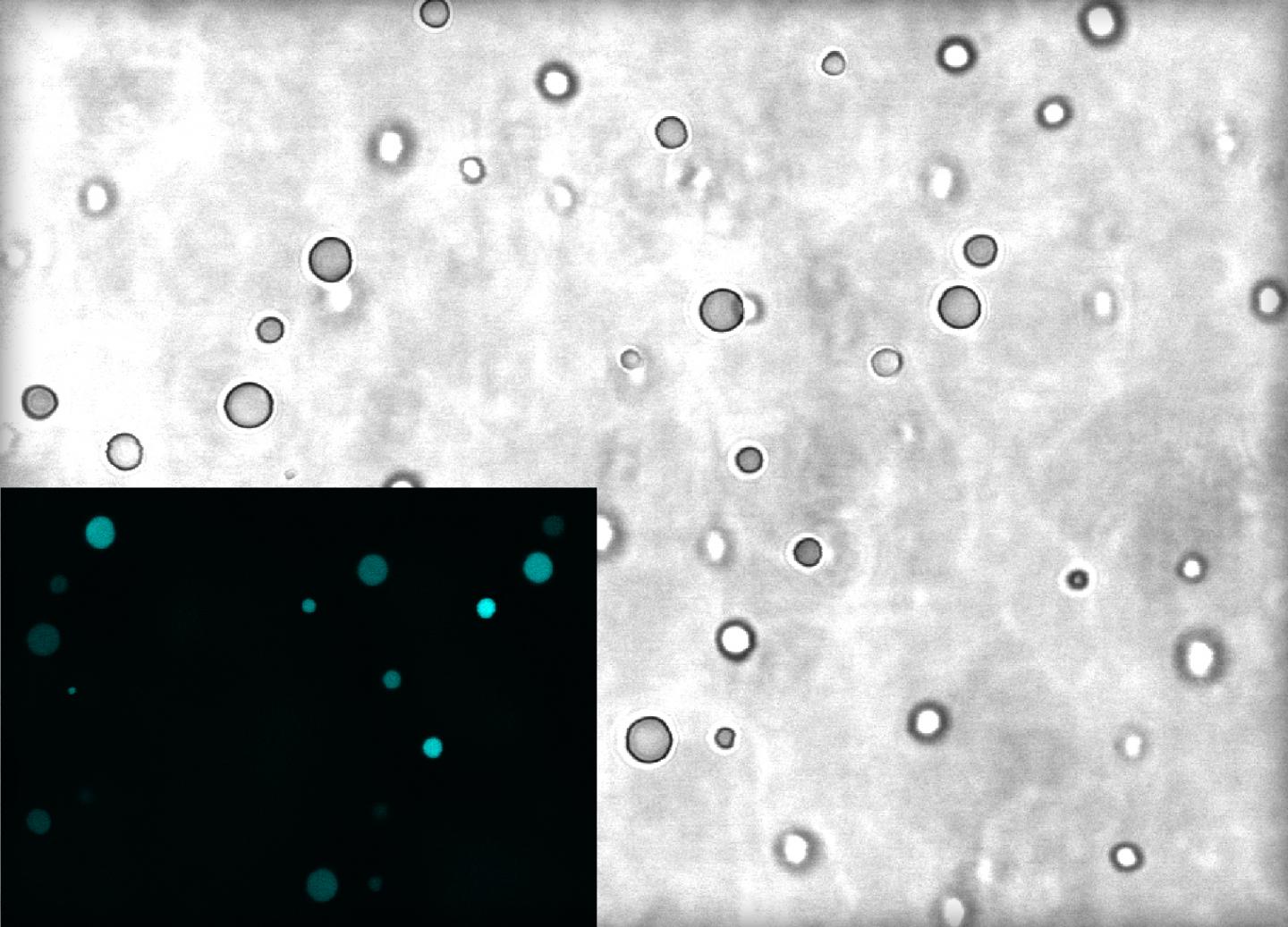 Droplets