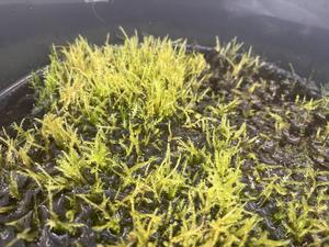Promising moss species