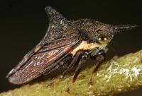 <i>Nessorhinus gracilis</i>, a treehopper