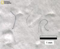 Microplastic fibers