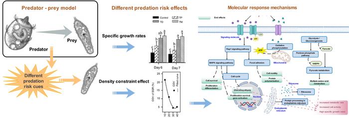 Graphical abstract