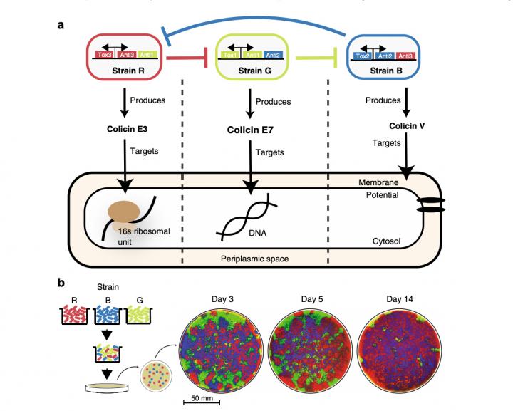 Diagram of engineered strains of E.coli