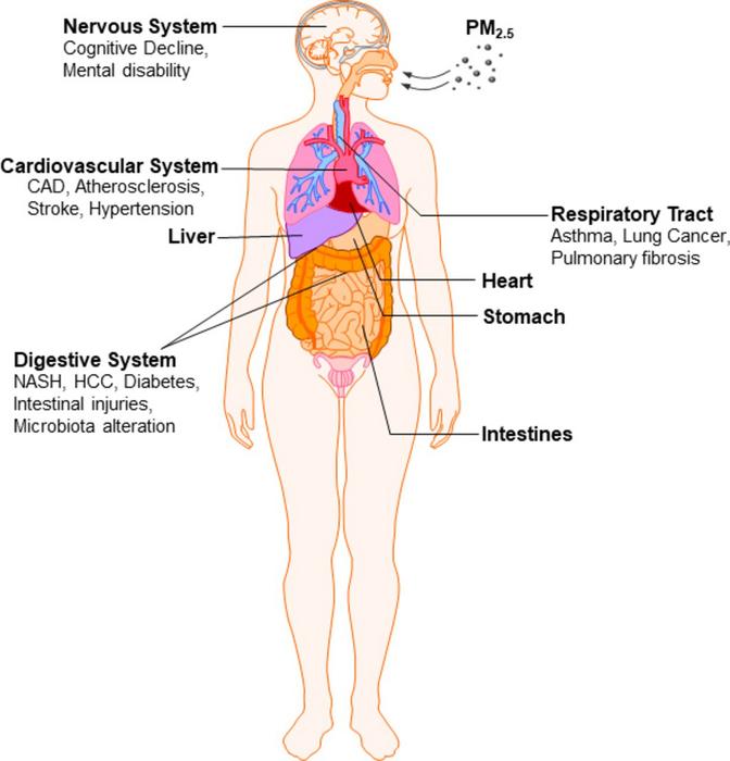 The systemic adverse health effects of inhalation exposure to PM2.5.