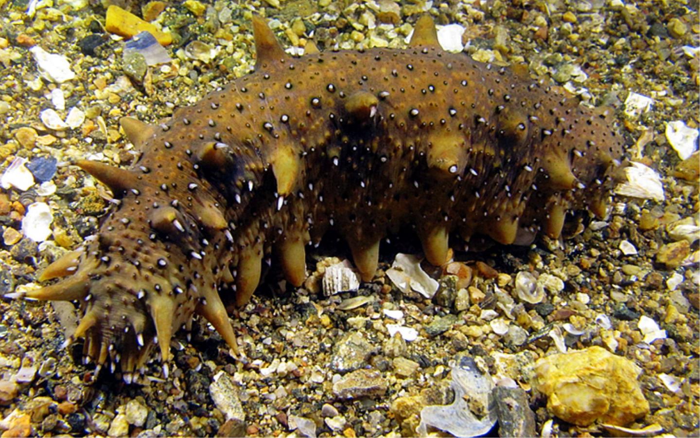 The Sea Cucumber Genome Points to Genes for Tissue Regeneration
