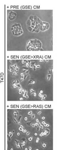 Cellular Senescence