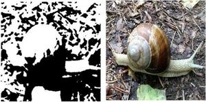 Example of the hidden picture puzzles in the black/white images on the left; corresponding real-world picture on the right.