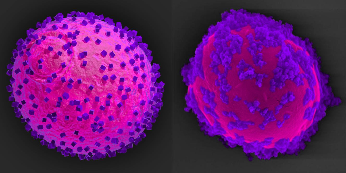 Solar Panels for Yeast Cell Biofactories