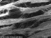 A Microscopic Image of Honeycomb Polycaprolactone Scaffold
