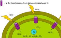 Illustration Showing a Pump Will Transport Into Cells Bicarbonate That Will Be Converted Into CO2P