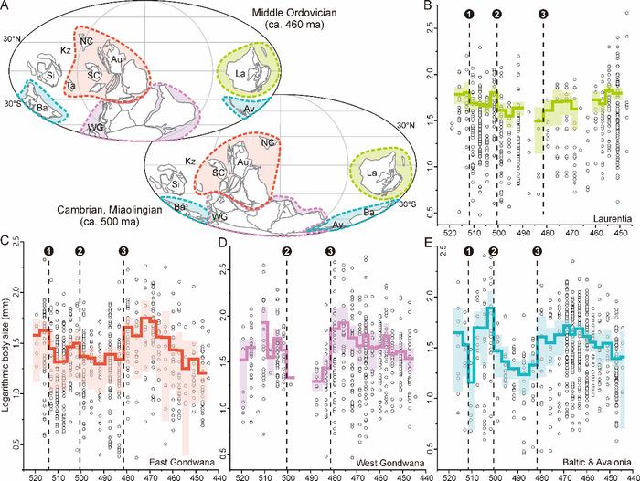 Body size evolution of Cambrian-Ordovician trilobites in Laurentia (B), East Gondwana (C), West Gondwana (D), Baltica and Avalonia (E)