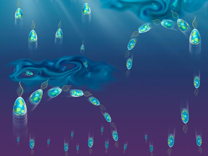 How Plankton Cope with  Turbulence