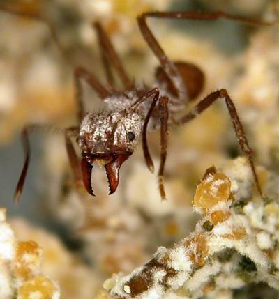 With Help from Bacteria, Ants Fix Nitrogen (2 of 5)